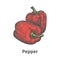 Vector hand-drawn two ripened red Bulgarian pepper