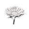 Vector Hand Drawn Vintage Style Flower, Daisy Flower Head, Plant Botanical Illustration, Calendula Sketch, Black Lines Isolated.