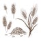 Vector hand drawn wheat or barley isolated on white background. Wheat collection in engraved vintage style. various wheat ears,