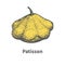 Vector hand-drawn yellow ripe large squash
