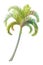 Vector handdrawn plant clipart Palm tree