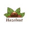 Vector hazelnut logo in cartoon style.