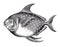 Vector High Detail Opah Fish Engraving