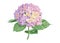 Vector highly detailed realistic illustration of hydrangea flower isolated on white. Good for wedding floral design, greeting card