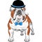 Vector hipster dog English Bulldog breed