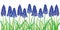 Vector horizontal border with outline blue muscari or grape