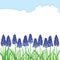 Vector horizontal border with outline blue muscari or grape hyacinth flowers and green leaves isolated on white.