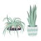 Vector houseplants illustration. Set of two vector flowers. Potted flowers in pastel colors. Vector spider plant, snake plant.