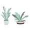 Vector houseplants illustration. Set of two vector flowers. Potted flowers in pastel colors. Vector zanzibar gem, birds and fern.