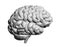 Vector Human Brain in Shades of Grey, Cartoon Style, Side View