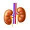 Vector human kidney anatomy structure 3d icon