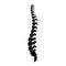 Vector human spine illustration