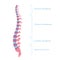 Vector human spine structure