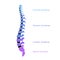 Vector human spine structure