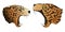 Vector hungry leopard and tiger want to eat predator heads colorful isolated