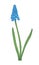 Vector hyacinth flower.