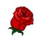 Vector icon of bloody-red rose. Bud of beautiful garden flower. Nature theme. Element for floral tattoo, sticker or