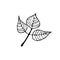 Vector icon flower leafs for botanic, floral, hand drawning on the white back