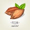 Vector icon of pecan nut isolated on background. Realistic colour nuts with leaves and seeds.