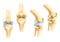 Vector icons of joints and bones