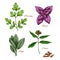 Vector icons of spice seasonings herb flavorings