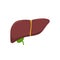 Vector illstration of liver. Flat design. Isolated.