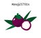 Vector illsutration of mangosteen, garcinia, mangkut - tropic exotic fruit