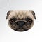 Vector Illustrated face of Pug Dog.