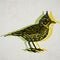 Vector Illustrated lark bird in engraved technic on old paper