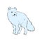 Vector Illustrated Portrait of Arctic fox. Cute white fluffy face of Polar Fox on blue background. Arctic Fox, wild white Fox,
