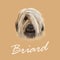 Vector Illustrated Portrait of Briard dog.