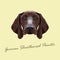 Vector Illustrated portrait of German Shorthaired Pointer dog.