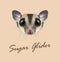 Vector Illustrated portrait of Sugar glider.