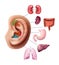 Vector illustration of acupuncture points on ear, reflex zones with internal human organs isolated on background