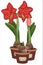 Vector illustration. Amaryllis growth stages. Hippeastrum in a pot. Bulb, sprout and amaryllis flower. Red flower in a pot. Elegan