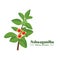 Vector illustration, Ashwagandha or Withania somnifera, isolated on white, Ashwaganda is an Ayurvedic medicinal plant.