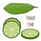 Vector illustration of Australian finger lime, tropical, exotic plant, spicy food. Cartoon flat style