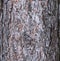 Vector illustration of a background of the bark of a Pinus nigra tree, family Pinaceae