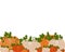 Vector illustration of a background of orange and white pumpkins