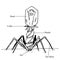 Vector illustration of a bacteriophage with the designation of parts of the microorganism.Black and white traditional illustration