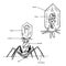 Vector illustration of a bacteriophage with the designation of parts of the microorganism.Black and white traditional illustration