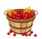 Vector illustration of basket with rowan berries.