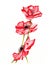 Vector illustration of a beautiful red anemones flowers