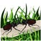 Vector illustration Beetles fight each other in the forest