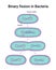 Vector illustration of Binary fission in Bacteria. Reproduction