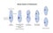 Vector illustration of binary fission of Paramecium. Educational illustration