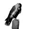 vector illustration black crow, WPAP Pop Art
