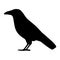 Vector illustration of black silhouette of a crow