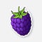 Vector illustration. Blackberry fruit with stem. Healthy diet and vegetarian food. Sticker with contour