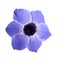 The vector illustration of blue anemone flower in white background